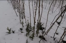 Я-я-яблоки на снегу....jpg