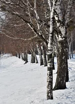 .webp