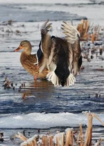 .webp
