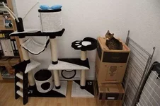 кот 1.jpg