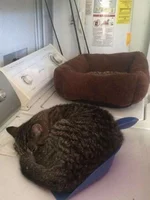 кот 3.jpg