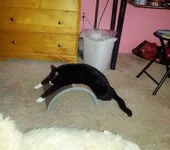 кот 4.jpg
