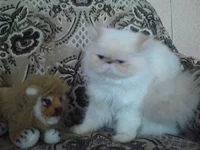  с  игрушкой.webp