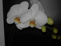 kw37 007m.webp