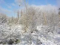 DSC00071.webp