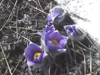 261.webp