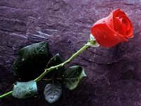 .webp