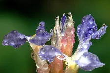 114403163_6bfc143c9c_o.webp