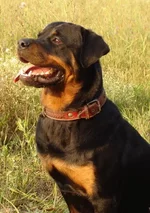 roxik (2).webp