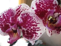 IMG_6770.webp