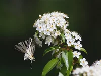 OL04101911.webp