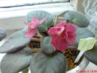 EK-Rjabinovui Koster.webp