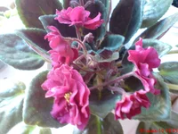 Aropahoe (mamu).webp