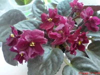 Aropahoe.webp