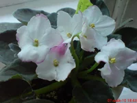 Heven`s A Calling.webp