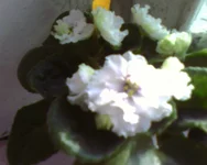 RS-Slivovui Koktel`.webp