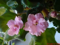 Rozovaja.webp