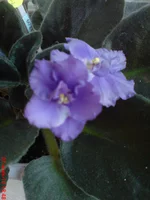 Taffeta Blue.webp