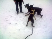 IMG023.webp