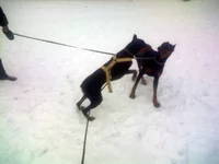 IMG025.webp