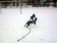 IMG064.webp