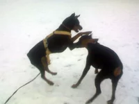 IMG088.webp