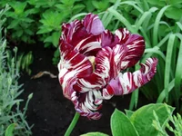  117.webp