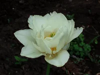  126.webp