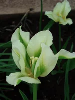  130.webp