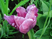  115.webp