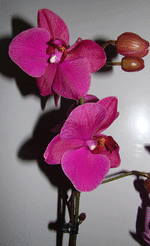 DSC04548.gif