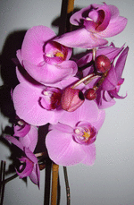 DSC04549.gif
