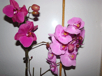 DSC04546.gif