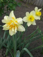 P4200229.webp