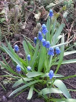 P4200238.webp