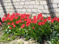 P5010331.webp
