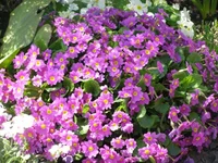 P5010326.webp