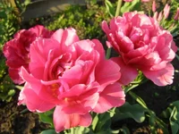 P5020028.webp