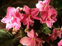 P4240246.webp