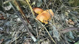 20190317_095328.webp