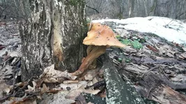 20190317_113328.webp