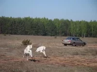 252.webp