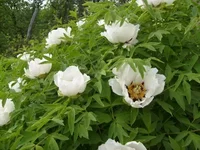  пион.webp