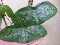 Passiflora coriacea.webp