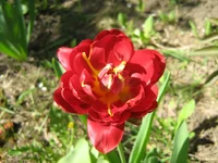 IMG_1595.webp