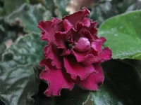 Ness Antique Red_7833.webp