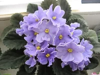 Cайо_7775.webp