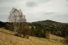-r-3643.webp