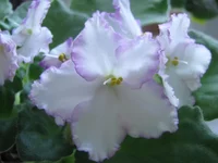 1 002.webp