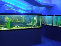 okean.webp